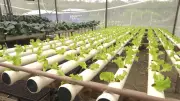 Hidroponia: Como Cultivar Alimentos Sem Terra Pode Revolucionar a Agricultura Familiar no Brasil