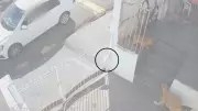 Homem é preso no interior de SP suspeito de envenenar cães com chumbinho | Caso choca moradores
