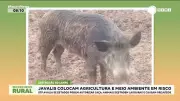 Invasão Silenciosa: Como Javalis Asselvajados se Tornaram uma Ameaça para a Lavouras e o Meio Ambiente no Brasil