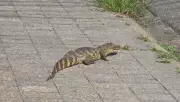 Jacaré é capturado em bairro residencial de Aracaju: veja imagens