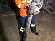 Jiboia Gigante de 1,5 Metro Ameaça Galinheiros no Acre: Saiba Como o Resgate Foi Feito