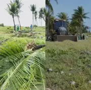 Justiça da Paraíba salva coqueiros de Camboinha: derrubada é suspensa!