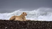 Leões do Deserto Invadem Praia: Cenas Raras Mostram Adaptação Animal em Ação