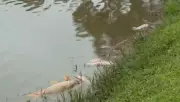 Mistério no Rio Iguaçu: Milhares de Peixes Mortos em Curitiba Acionam Polícia e Ambiental