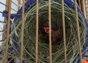 Operação contra tráfico de animais resgata 50 aves e aplica R$ 66 mil em multas na Zona da Mata