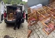 Operação em Joinville prende 4 e apreende 212 aves mantidas em cativeiro para venda ilegal