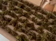 Operação em Macambira apreende 50 pés de maconha e prende suspeito por tráfico