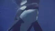 Orcas Afundam Barco de Família Francesa no Atlântico: Ataque Surpreendente é Registrado em Vídeo