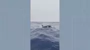 Orcas Avistadas na Costa do Rio: Espetáculo da Natureza Surpreende Pesquisadores