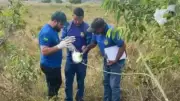 Ossada Humana é Descoberta em Mata de Ipixuna do Pará: Mistério na Floresta