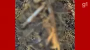 Ossada Humana é Encontrada em Cova Rasa na Zona Rural do Maranhão: Mistério no Barao de Grajau