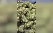 Policia desmantela esquema de venda de drogas via redes sociais no interior de São Paulo