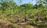 Praga Vassoura-de-Bruxa: Governo declara emergência fitossanitária em 8 cidades do Amapá