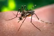 Queda Histórica: Casos de Dengue no Alto Tietê Desabam 95% em Um Ano