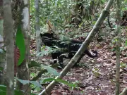 Raro flagrante: Biólogo captura imagem de onça-preta em reserva do Mato Grosso