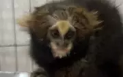 Sagui ameaçado de extinção sobrevive a atropelamento e recebe alta após 6 meses de tratamento em MG