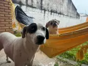 Seu cão tem um humano favorito? Veterinária revela os segredos por trás dessa escolha emocional