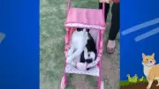 Soltando os Bichos: Os Momentos Mais Engraçados e Inusitados Deste Domingo Que Você Não Pode Perder!
