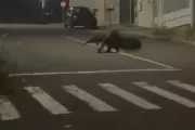 Tamanduá-bandeira surpreende moradores ao passear por rua no interior de SP: 'Parecia um dinossauro'