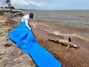 Tucuxi Gigante de 1,73m Encontrado Morto nas Margens do Rio Amazonas em Macapá
