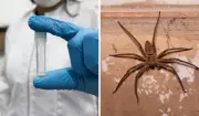 Veneno de aranha brasileira mostra poder contra câncer de mama e cerebral, revela estudo da Unicamp