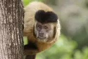 Viral é FAKE: Macaco atirando em resort carioca foi criado com Inteligência Artificial