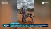 Zebra recebe cuidados especiais de tratador com roupa inusitada em preto e branco