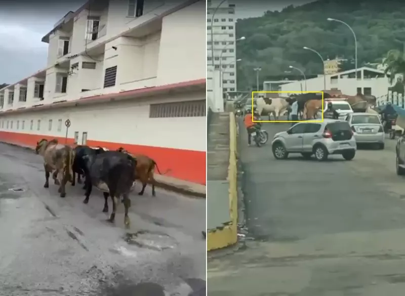 350 animais apreendidos em Itaperuna: risco nas estradas preocupa