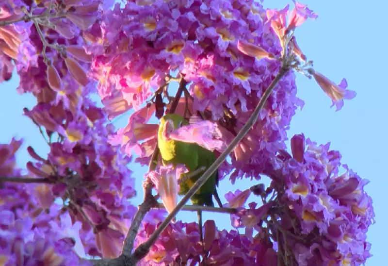 5 árvores ideais para plantar em Campo Grande e melhorar o bem-estar