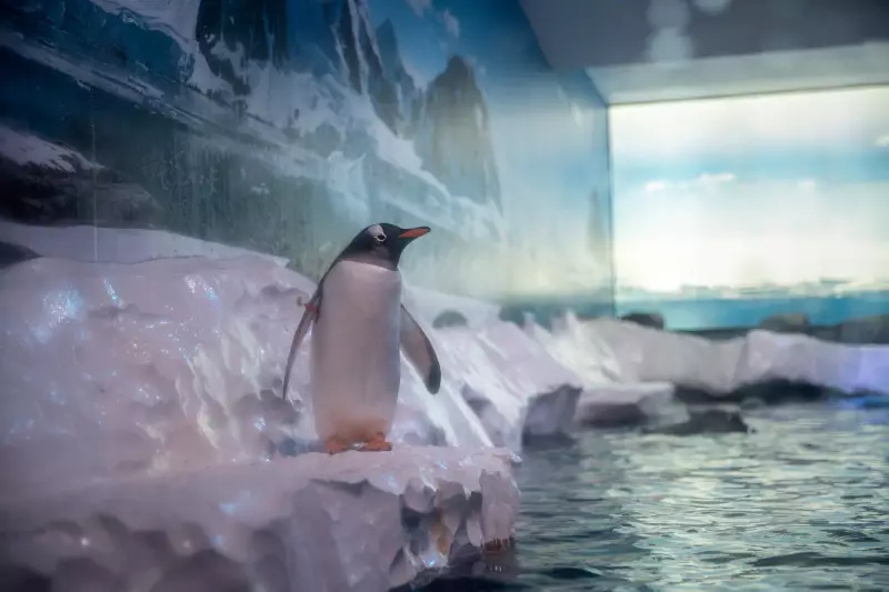 75 parlamentares britânicos exigem libertação de pinguins em aquário de Londres
