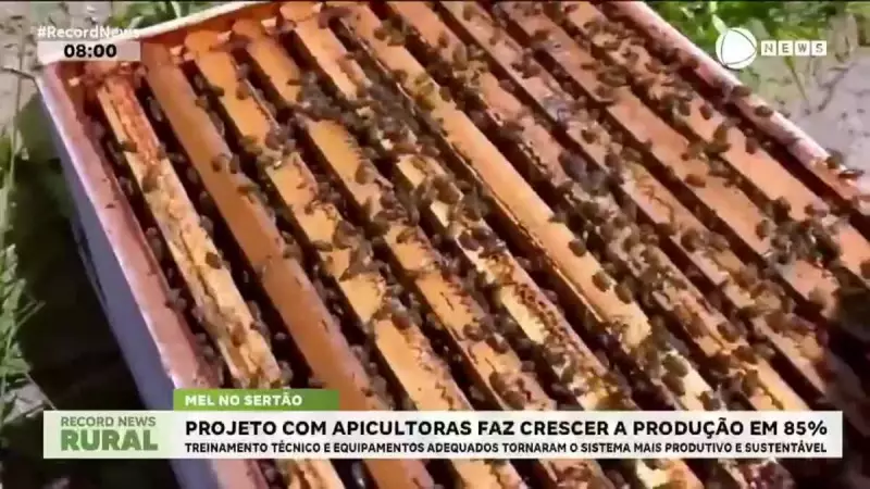 Abelhas Transformam Vidas: Projeto com Mulheres Aumenta Produção de Mel em 85%