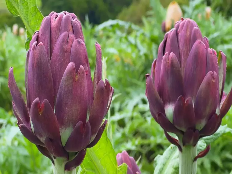 Alcachofra na Serra: Turismo Rural Vira Fonte Extra de Renda para Produtores em Safra Recorde