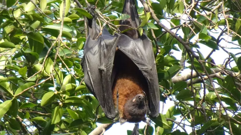 Alerta Científico: Novo Coronavírus com Traço Similar ao da COVID é Encontrado em Morcegos Brasileiros
