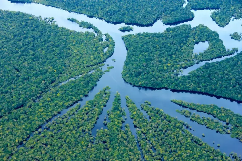 Amazonas atinge menor taxa de desmatamento desde 2017: uma vitória para a floresta