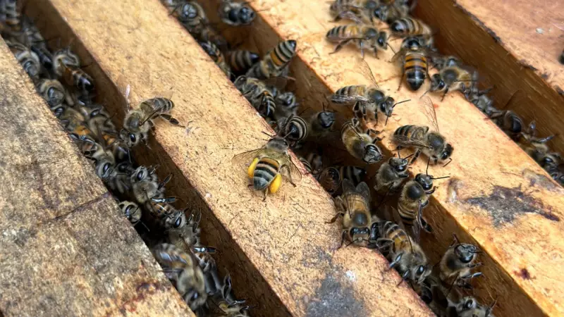Apicultura Sustentável: Do Desemprego à Paixão pelas Abelhas