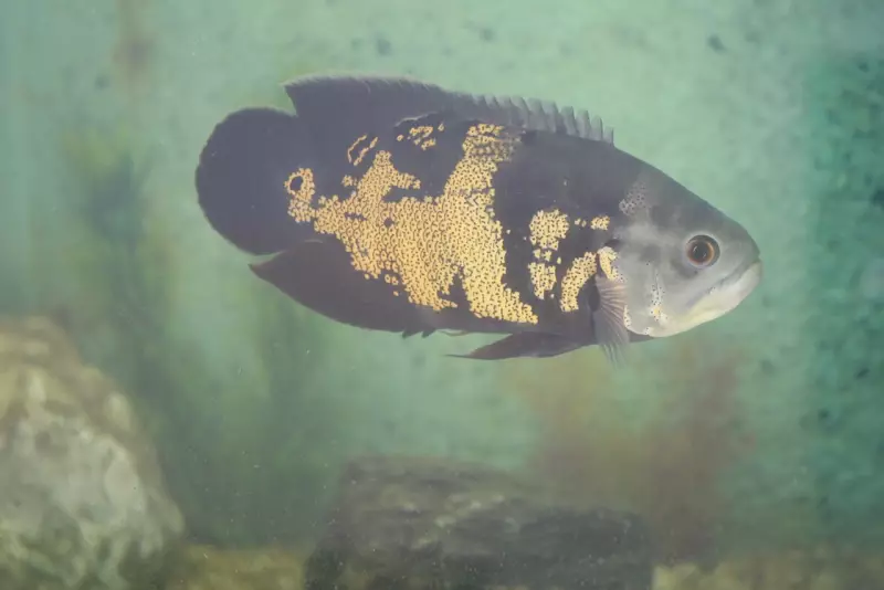 Aquário de Uberlândia encerra após 25 anos com doação de 141 peixes