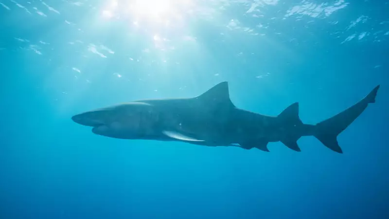 Ataque raro de tubarão na Austrália mata mulher e fere homem gravemente