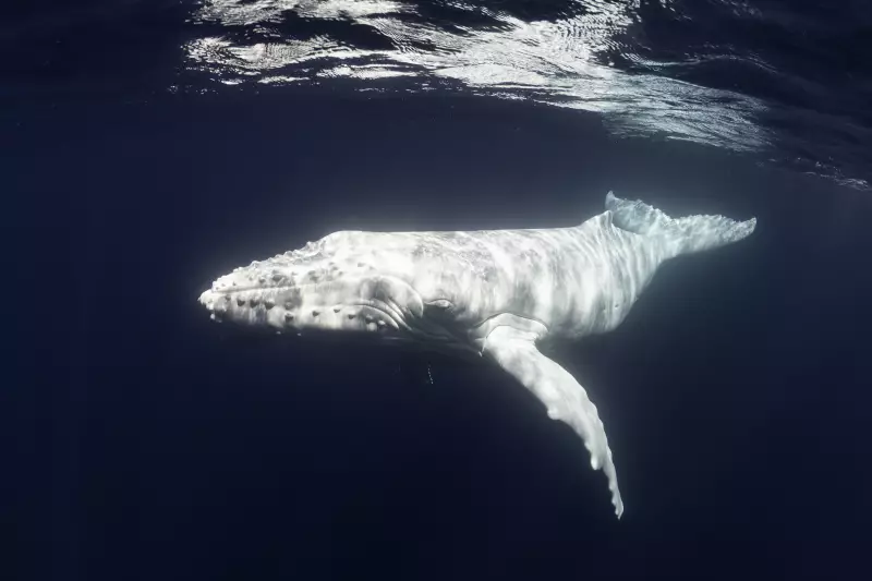 Baleia jubarte albina rara é filmada por drone na Austrália