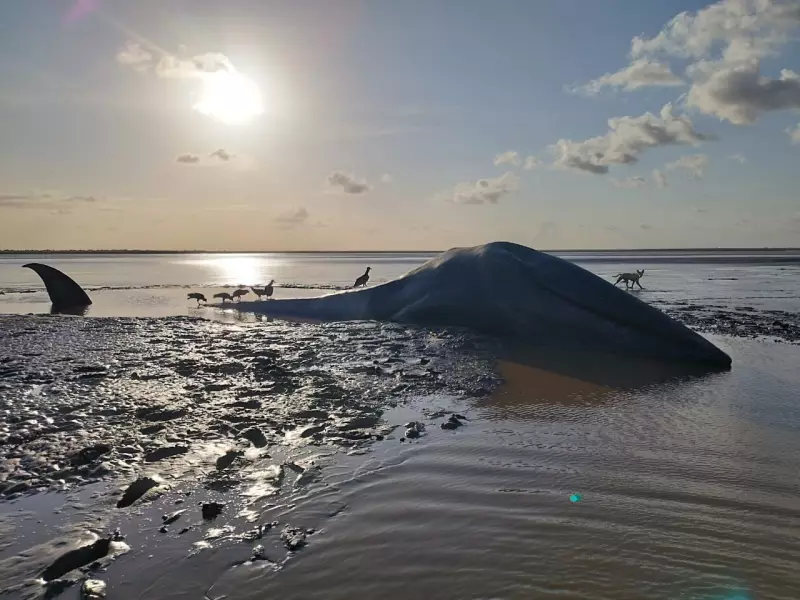 Baleia morta encalha em praia de Chaves, no Marajó: especialistas investigam