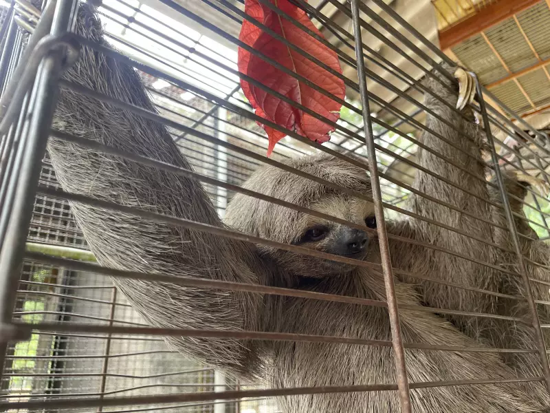 Bicho-preguiça é resgatado dentro de micro-ônibus em Maceió: veja imagens