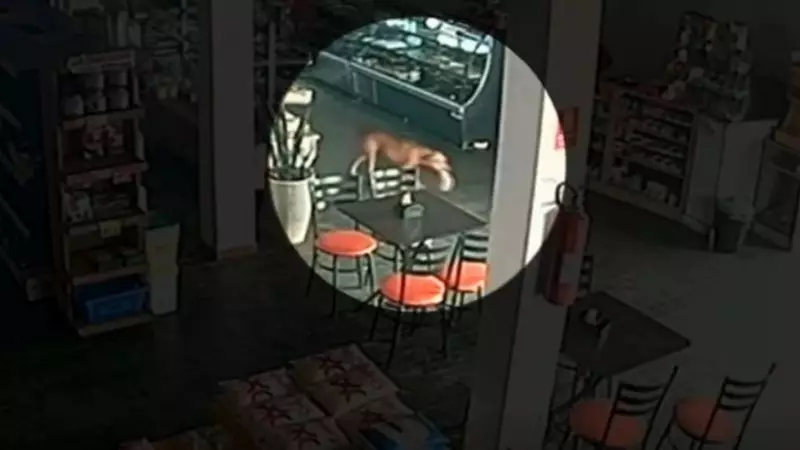 Cadela Caramelo é flagrada 'furtando' pão em padaria de Goiás; vídeo viraliza com furto inusitado