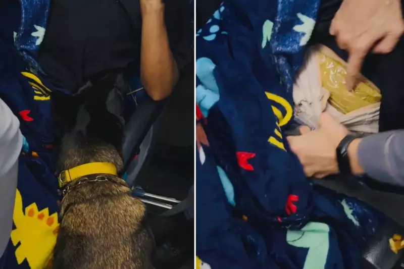 Cadela Ravena encontra 2,21 kg de cocaína em boliviana em ônibus