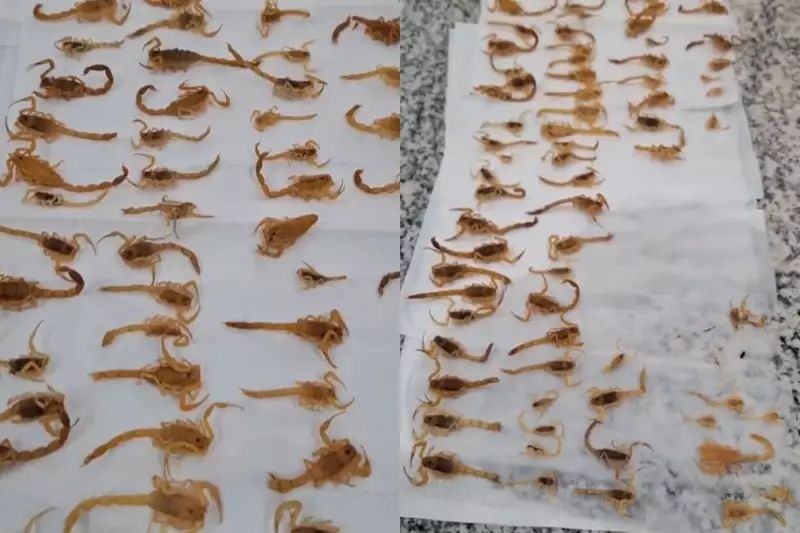 Casa com Mais de 100 Escorpiões: Morador Reuniu Animais por 6 Meses em MS