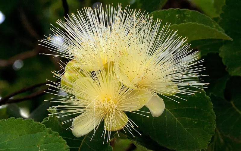 Cerrado em Perigo: Plantas Medicinais Podem Sumir até 2060 com Mudanças Climáticas