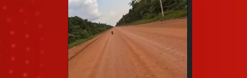 Ciclista é perseguido por onça-pintada na BR-319: encontro dura 3 minutos