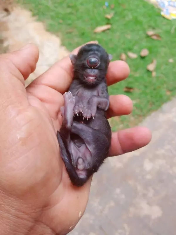 Ciclorrino: A Rara Anomalia que Fez Um Gatinho Nascer Com Um Único Olho em Rondônia