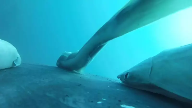 Cientistas registram rêmoras surfando em baleias-jubarte em vídeo raro