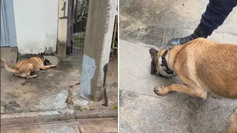 Cão farejador da Guarda Municipal surpreende ao encontrar drogas escondidas dentro de cano em SP