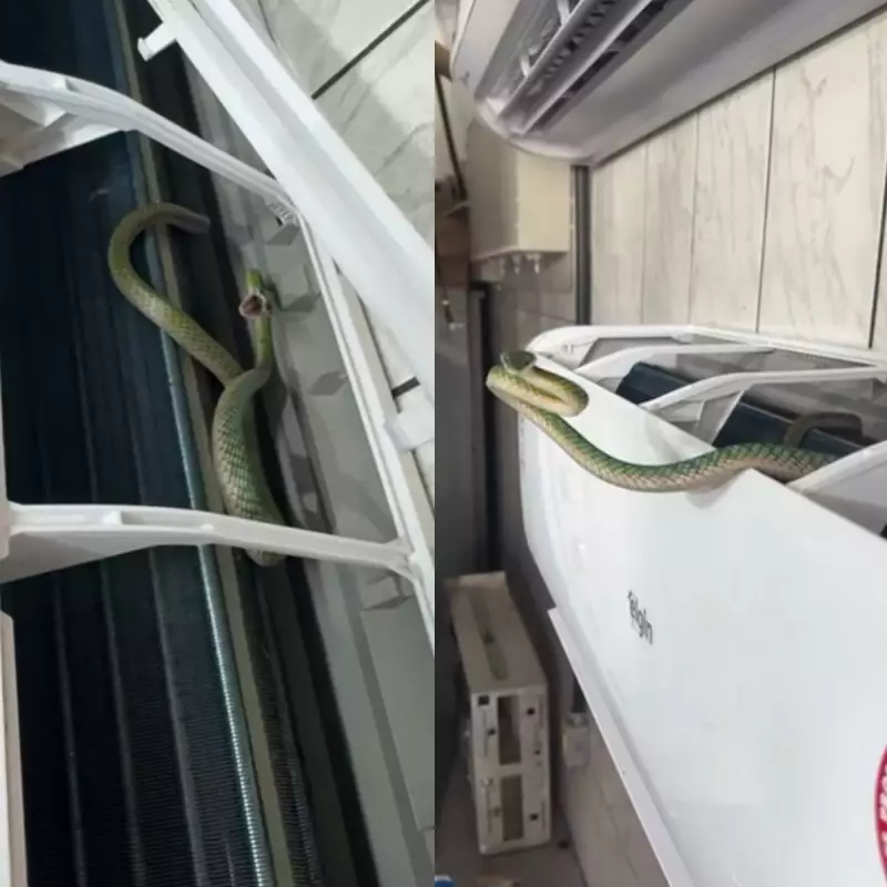 Cobra é encontrada dentro de ar-condicionado de rádio em Ji-Paraná