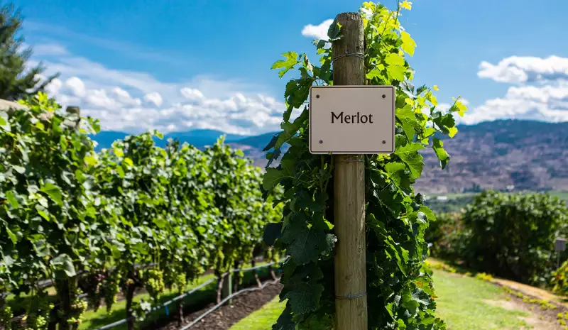 Como o filme Sideways impactou o consumo de Merlot e Pinot Noir